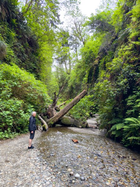 Fern Canyon