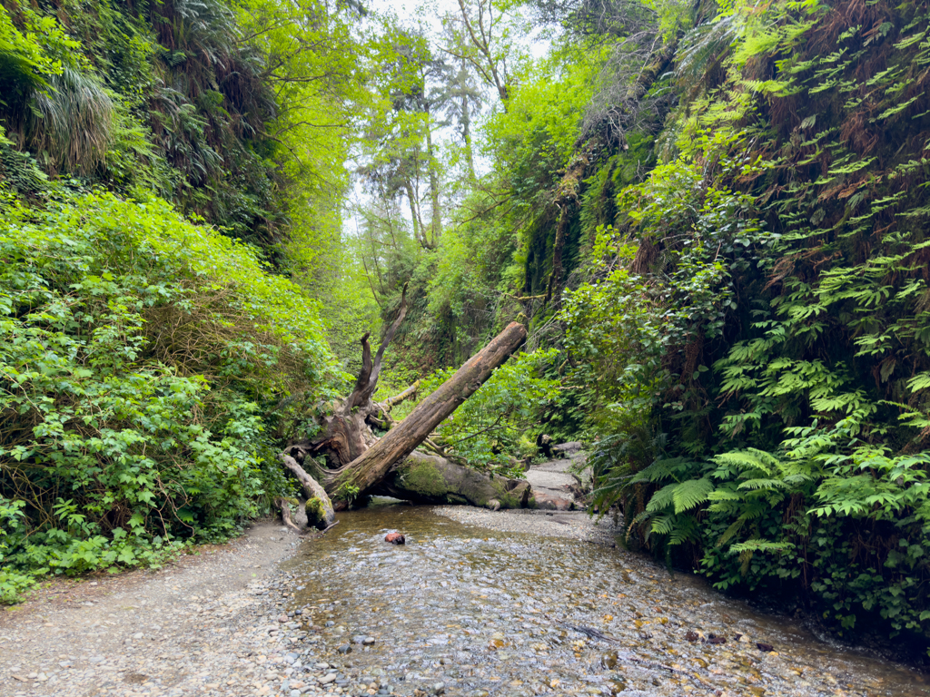 Fern Canyon