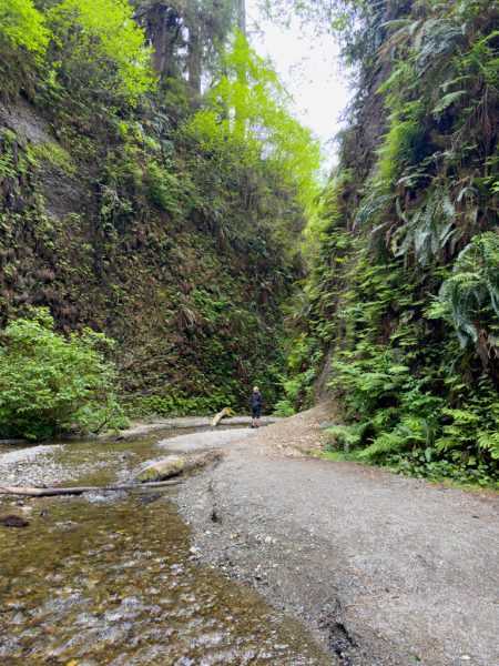 Fern Canyon