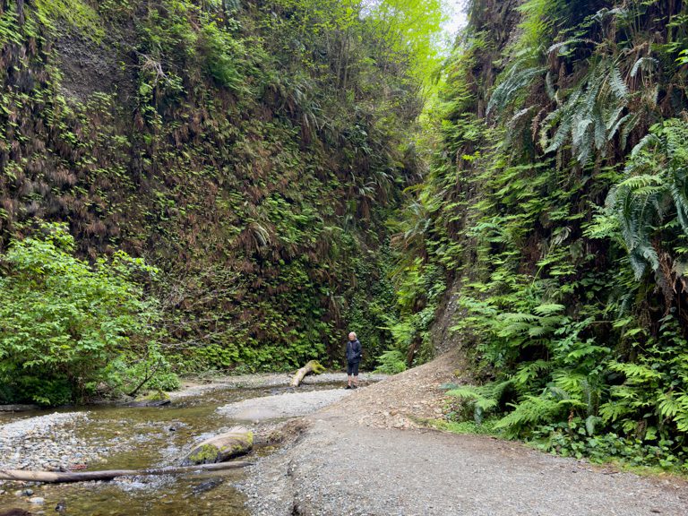Fern Canyon