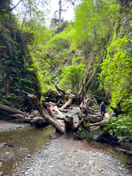 Fern Canyon