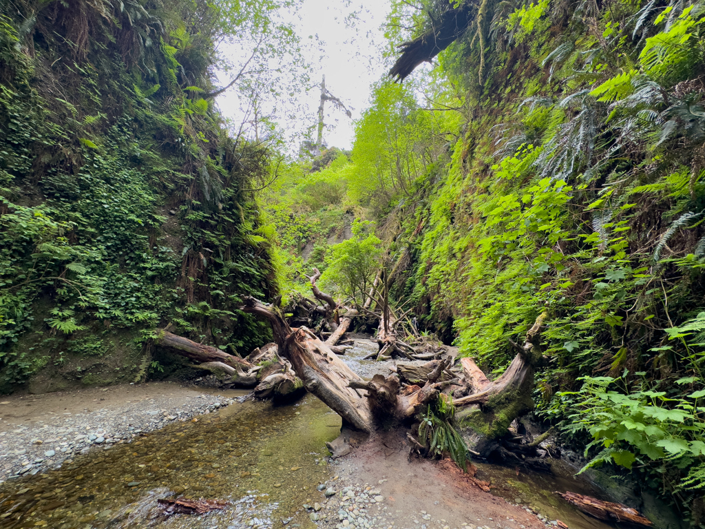 Fern Canyon