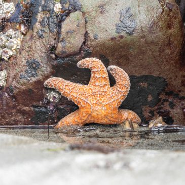 Tidepooling