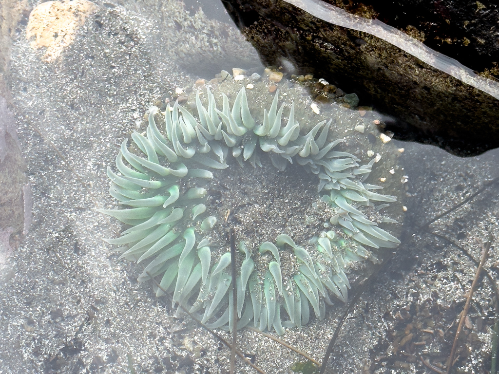 Grüne Riesenanemone, Anthopleura xanthogrammica