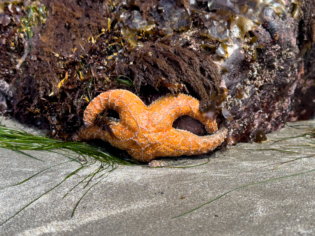 Seestern, Pisaster ochraceus