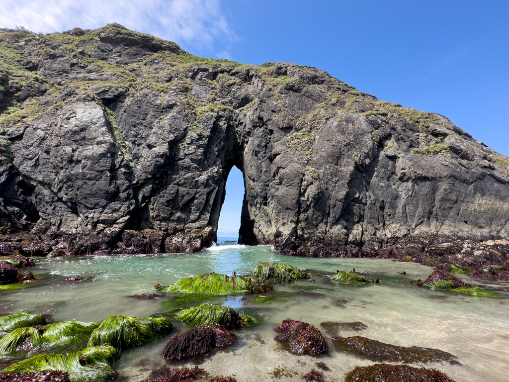 Harris Beach State Park: Ebbe