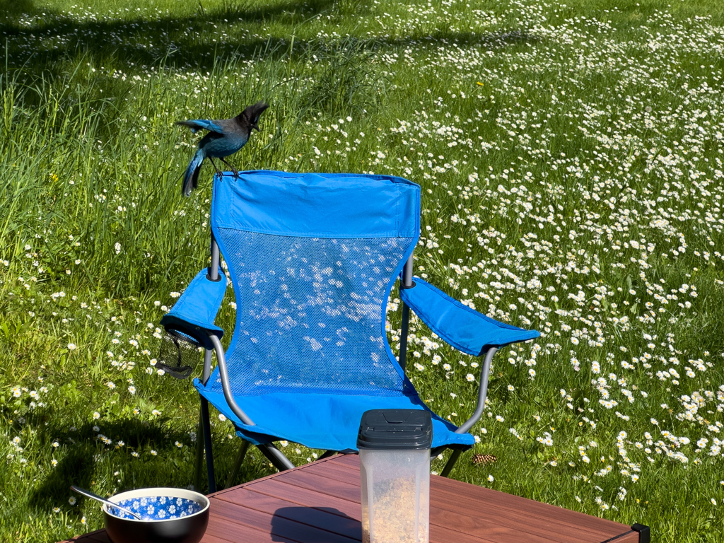 frecher Blue Jay, Humbug Mountain State Park Campground