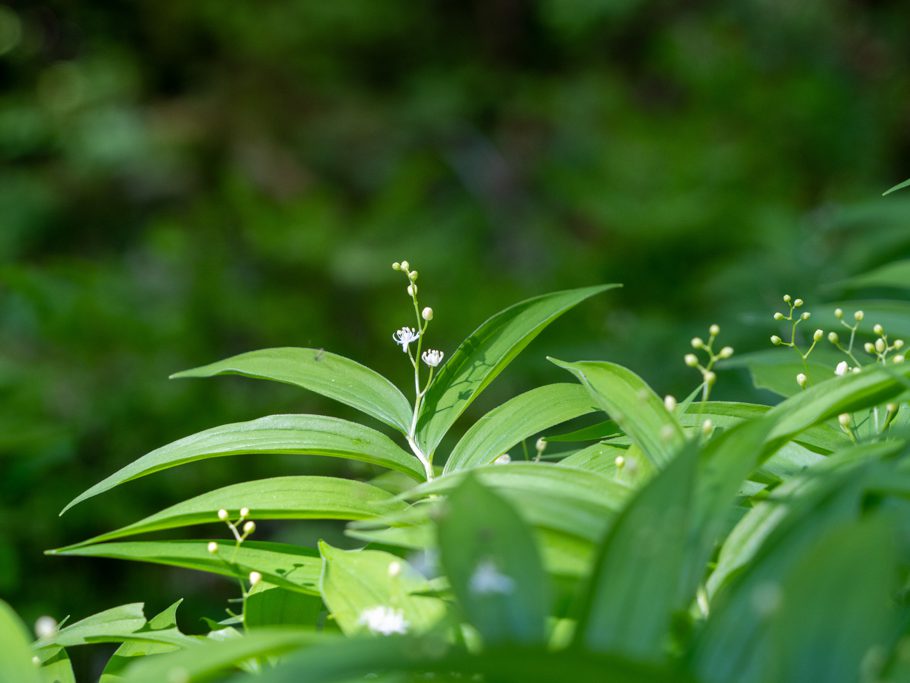 Sternförmiges Duftsiegel, Maianthemum stellatum