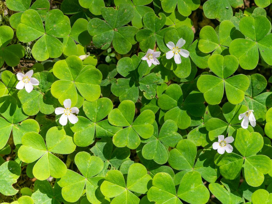 Oregon-Sauerklee, Oxalis oregana