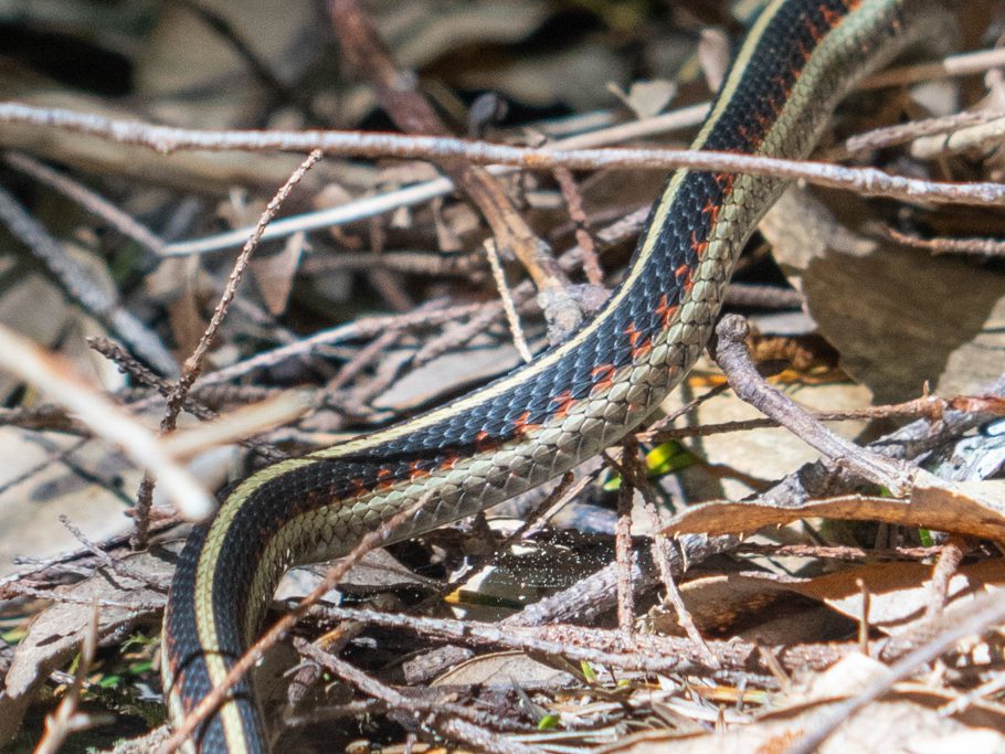 Schlange der Gattung Thamnophis; Detail der Zeichnung