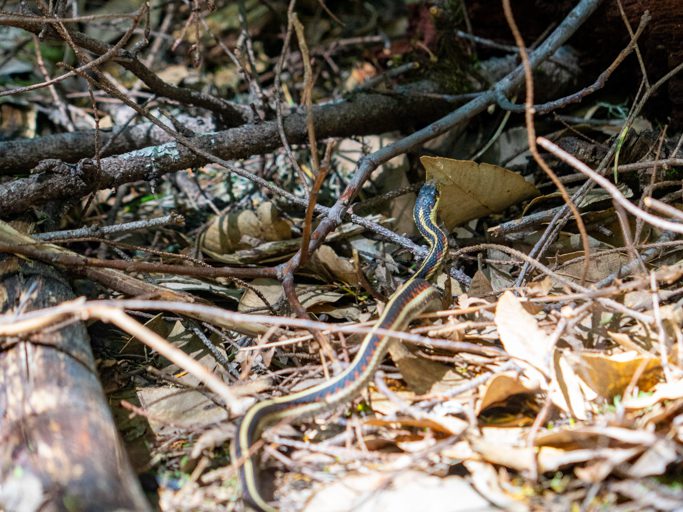 Schlange der Gattung Thamnophis