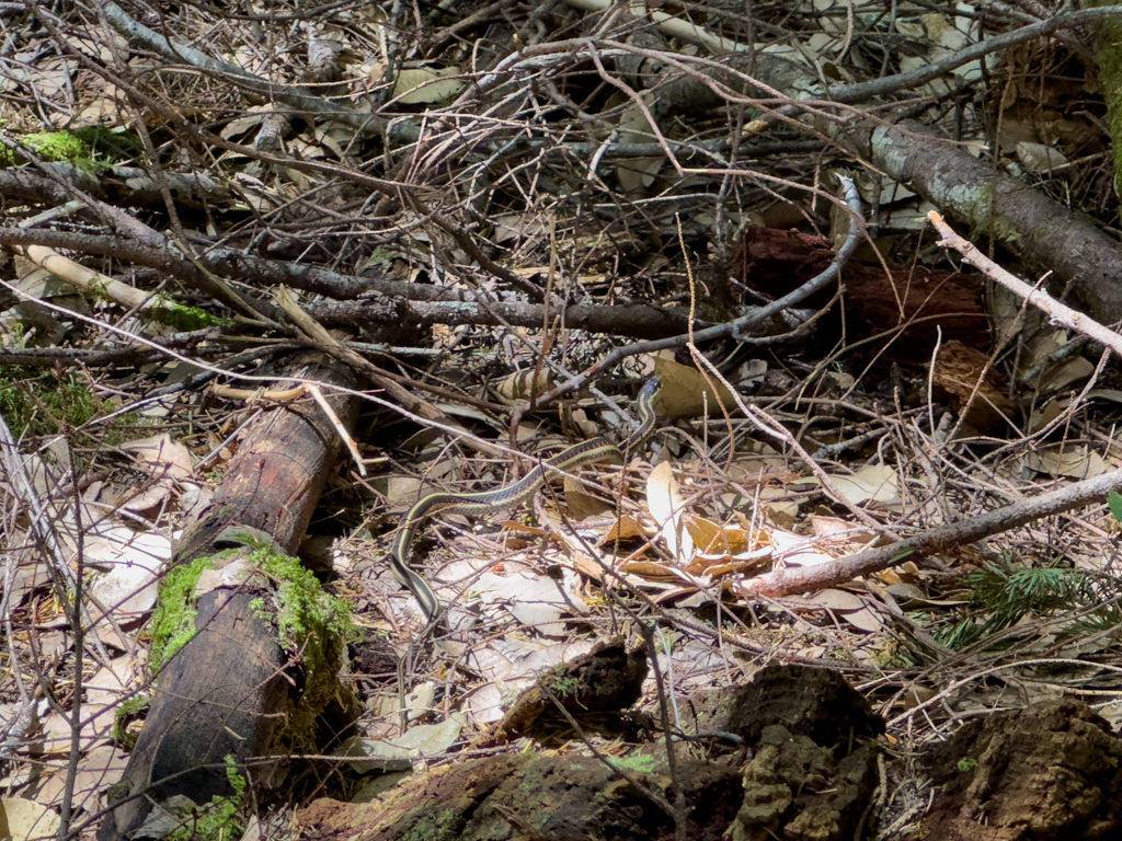 Schlange der Gattung Thamnophis