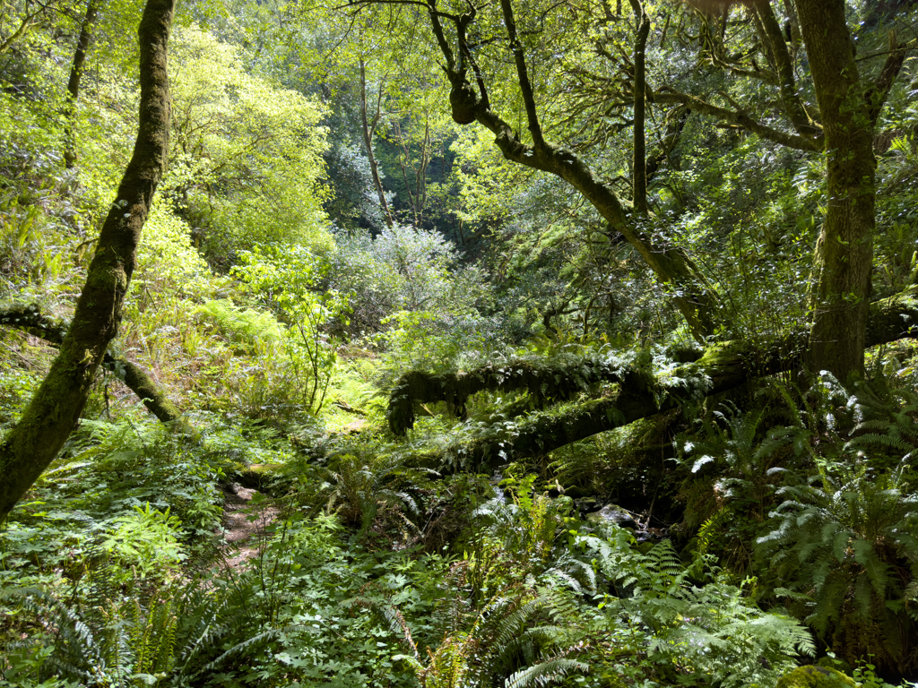 Wald, Humbug Mountain Trail