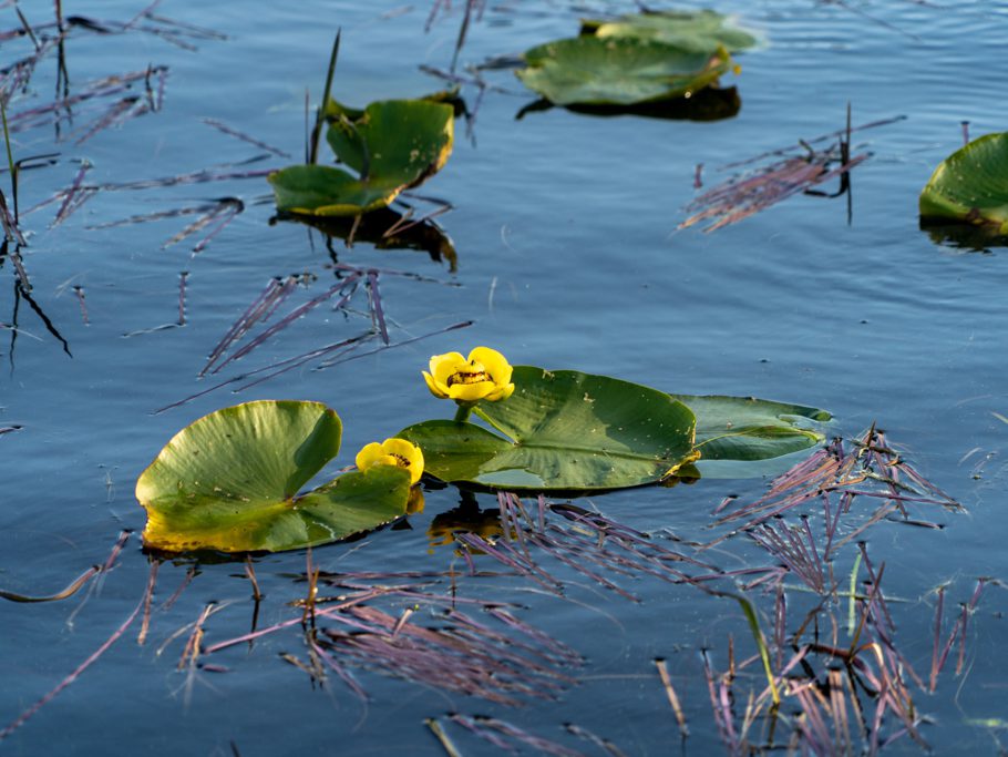 Bluebill Lake