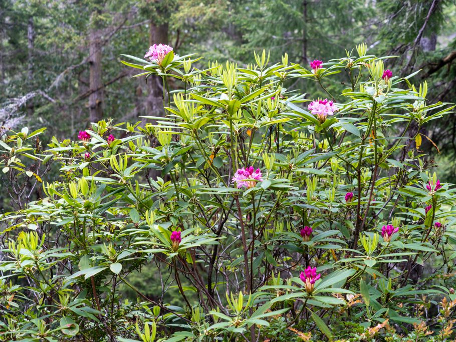 Wilde Rhododendren blühen