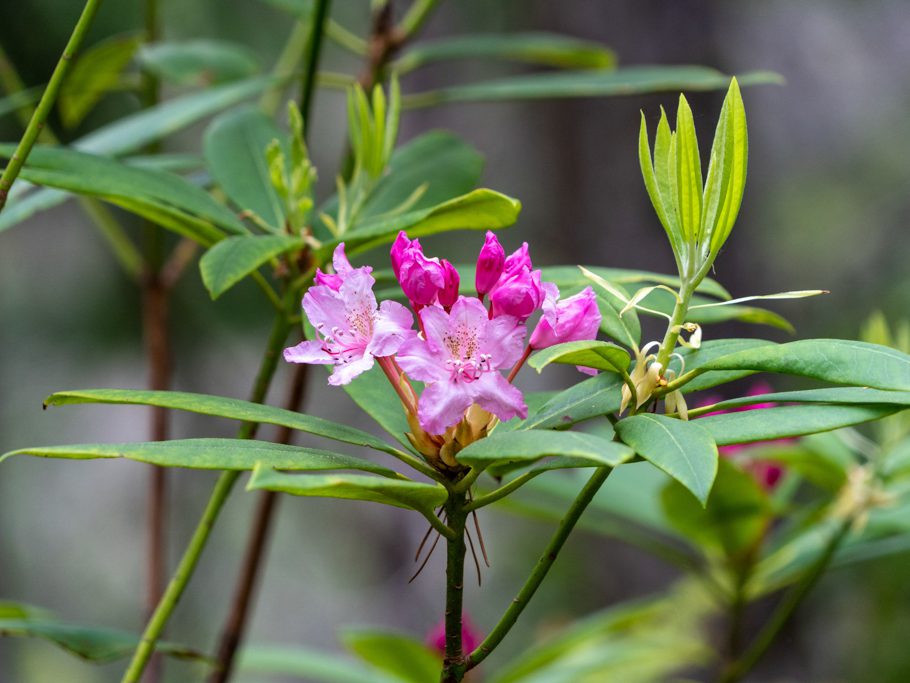 Wilde Rhododendren blühen