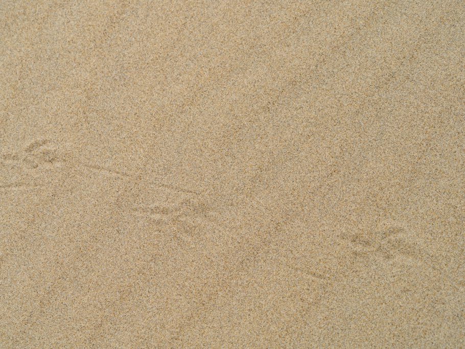 Vogelspuren im feinen Sand der Dünen