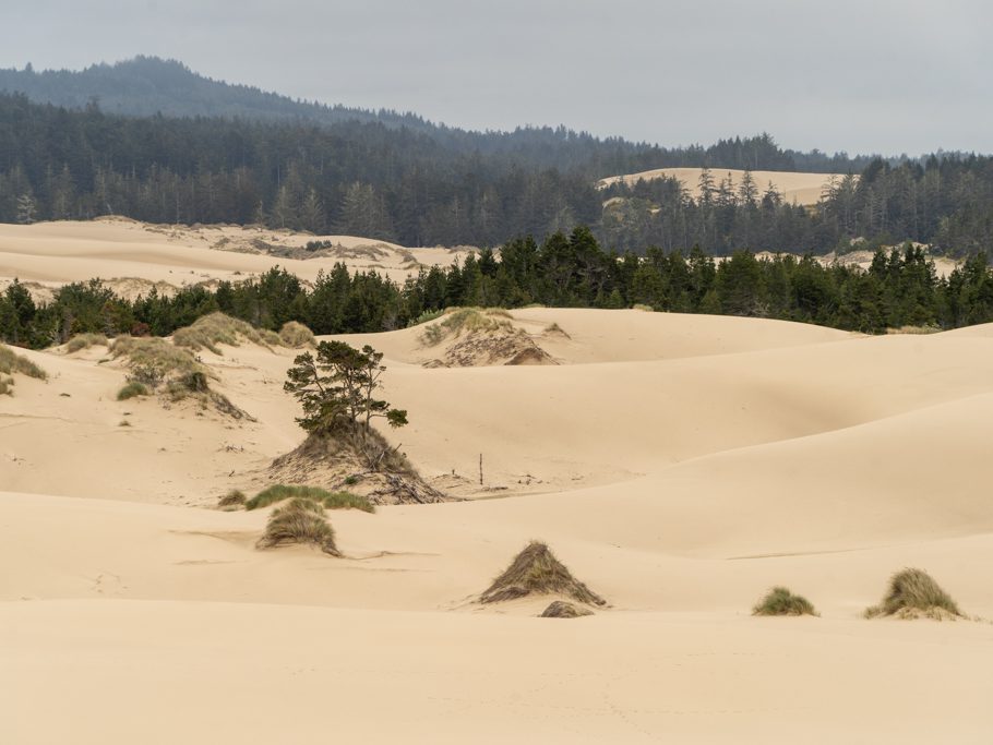 Dünen an der Küste Oregons