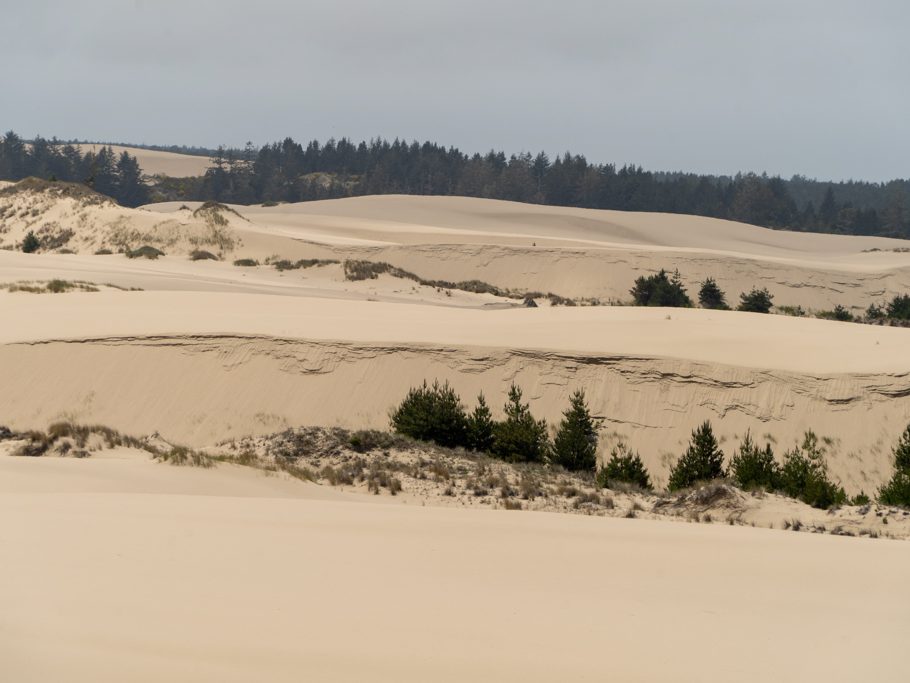 Dünen an der Küste Oregons