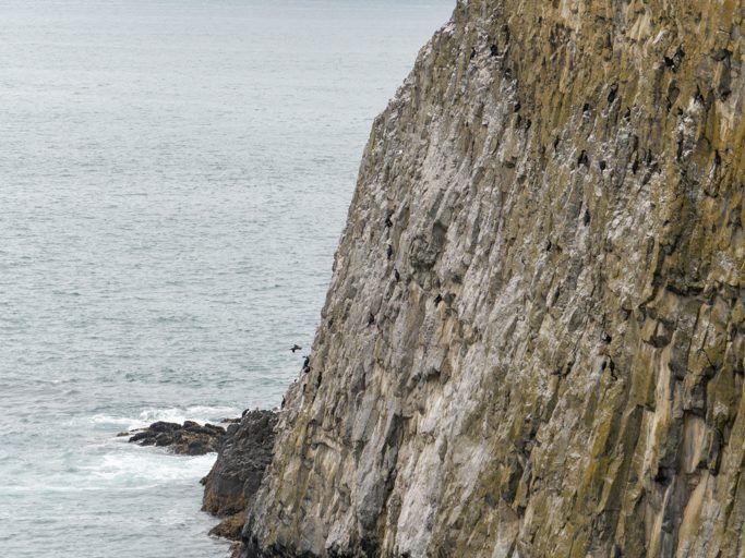 Seal Rocks mit brütenden Kormoranen auf kleinen Basaltfelsvorsprüngen (schwarze Punkte) und Möwen