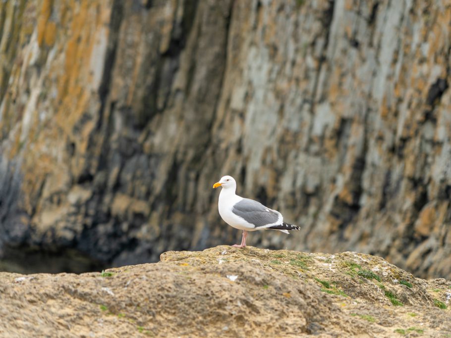 Möwe bei den Seal Rocks