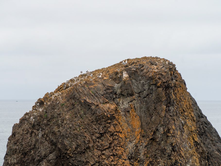 Birds on the Seal Rocks