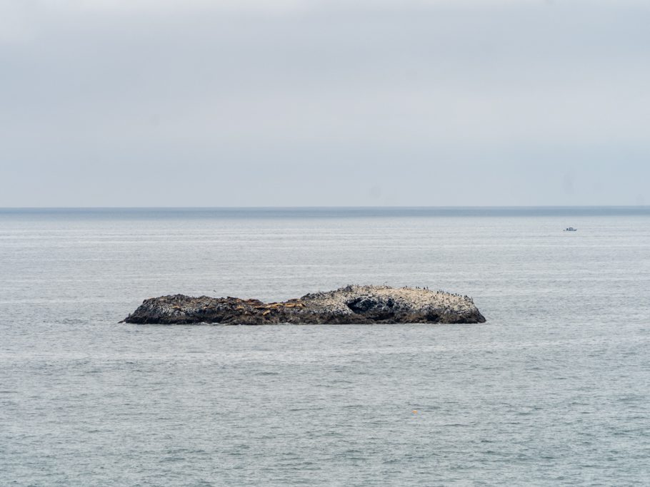 Heureka, da sind sie ja: Die Robben auf dem Seal Rocks