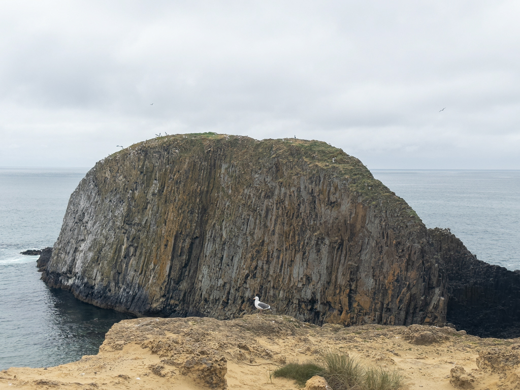 Birds on the Seal Rocks