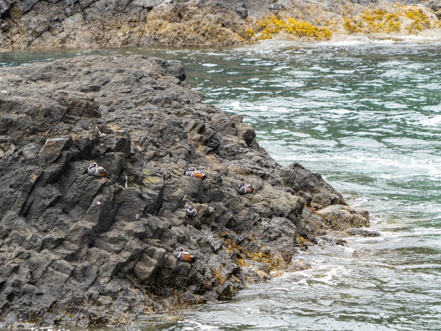 Yaquina Head - Outstanding Natural Area: Enten rasten im Fels