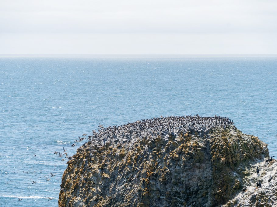 Yaquina Head - Outstanding Natural Area: Vögel verlassen fluchtartig den Fels