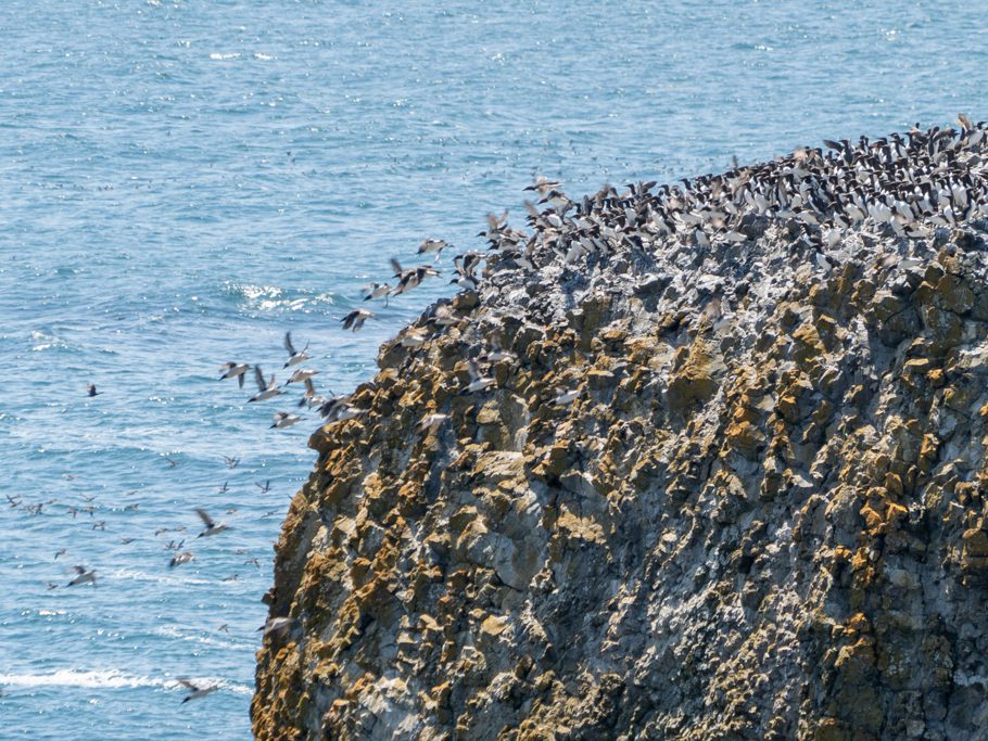 Yaquina Head - Outstanding Natural Area: Vögel verlassen fluchtartig den Fels