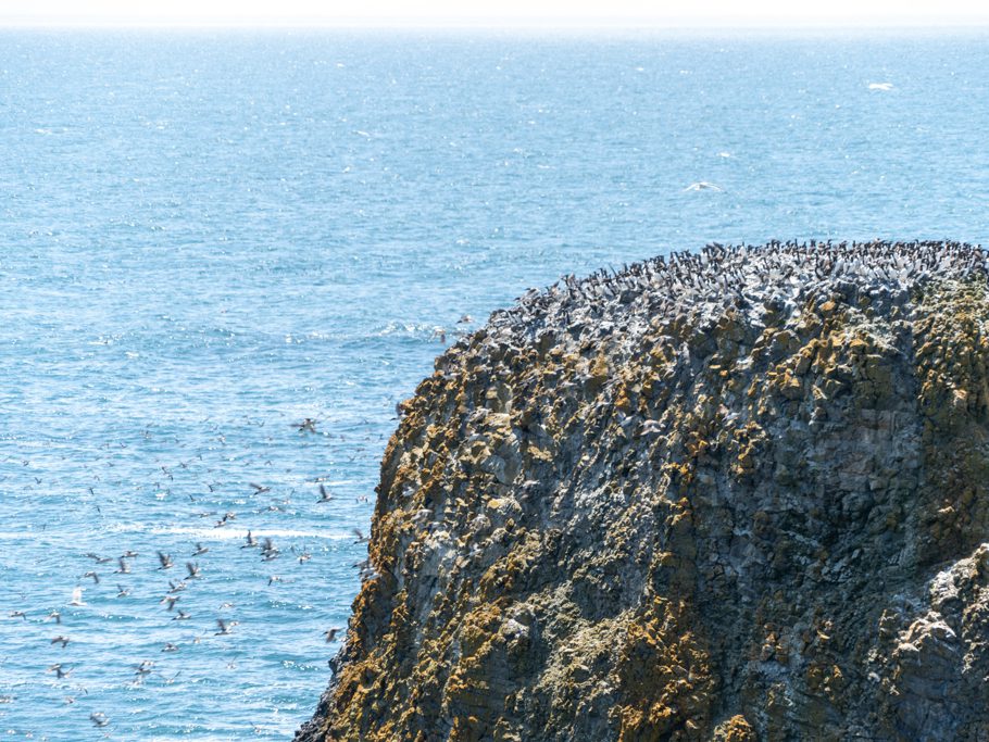 Yaquina Head - Outstanding Natural Area: Vögel verlassen fluchtartig den Fels