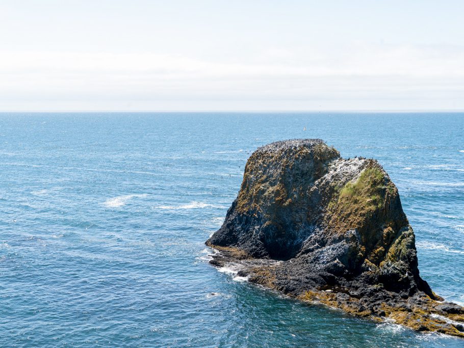 Yaquina Head - Outstanding Natural Area: Vögel verlassen fluchtartig den Fels