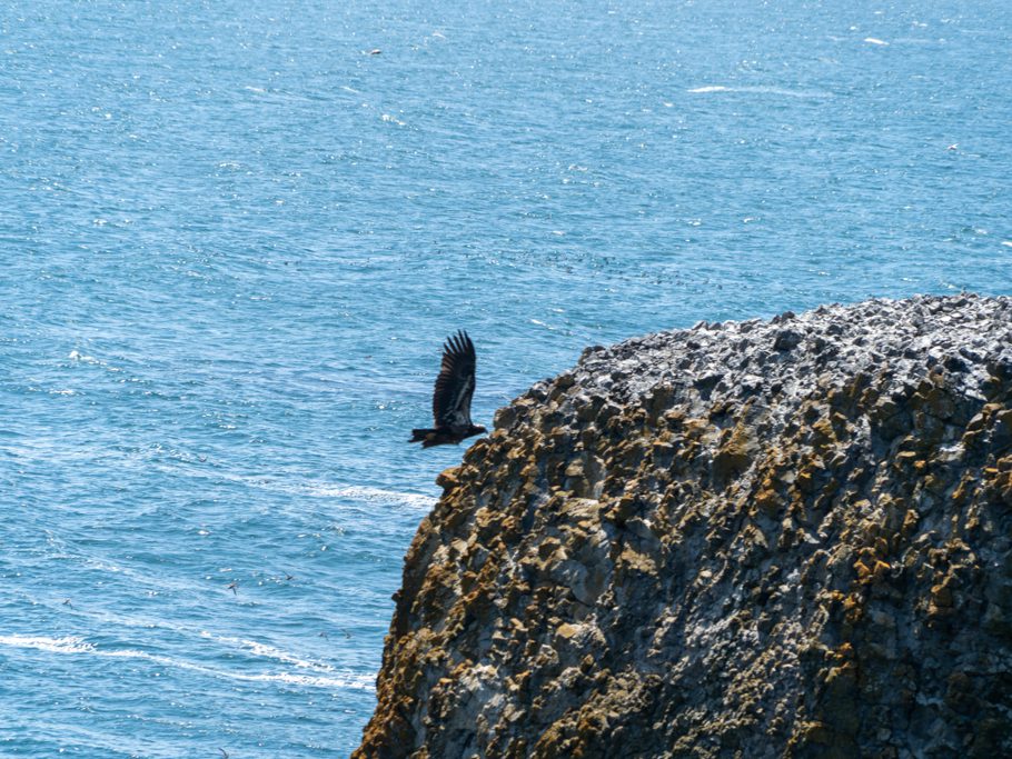 Yaquina Head - Outstanding Natural Area: Grund, dass alle Vögel fluchtartig den Fels verlassen haben!