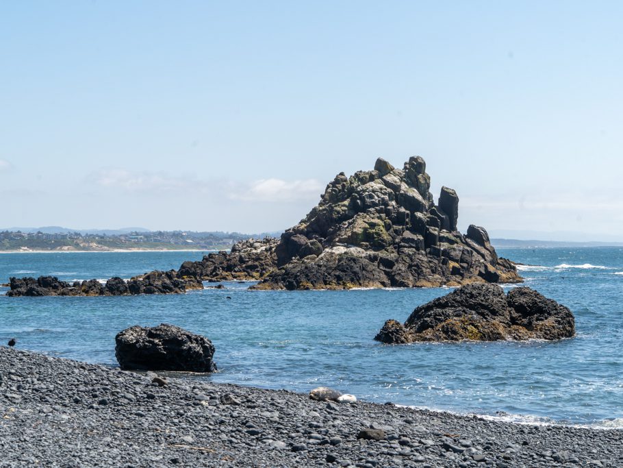 Yaquina Head - Outstanding Natural Area: Robben-Mutter mit Nachwuchs am Strand