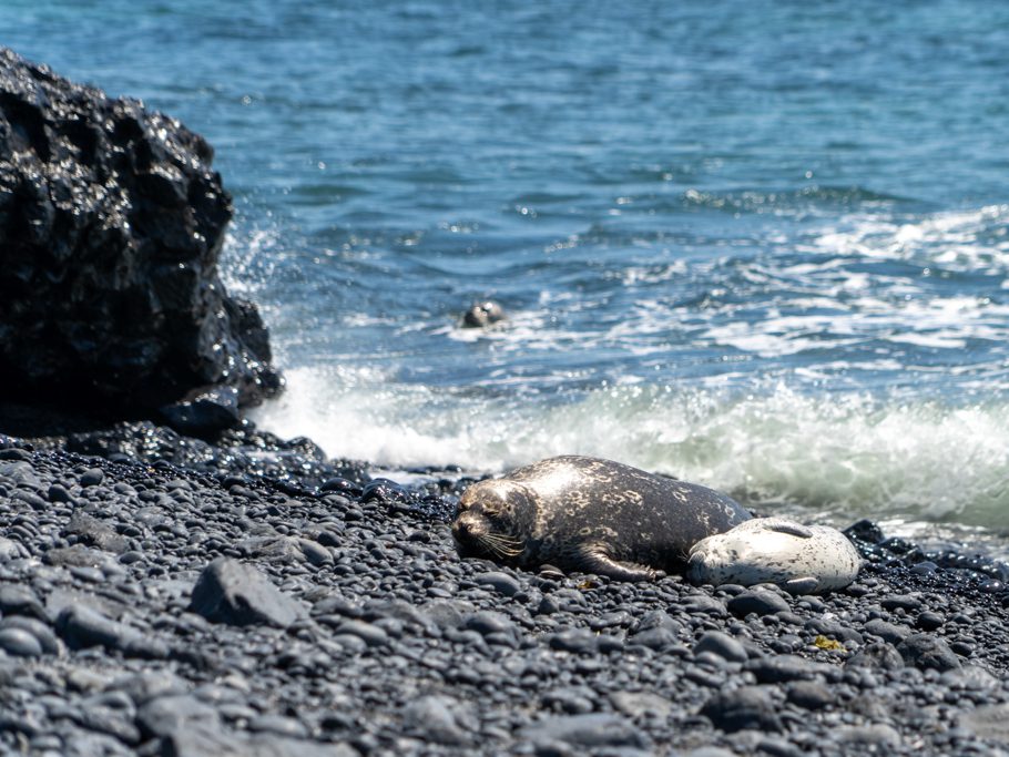 Yaquina Head - Outstanding Natural Area: Robben-Mutter mit Nachwuchs am Strand