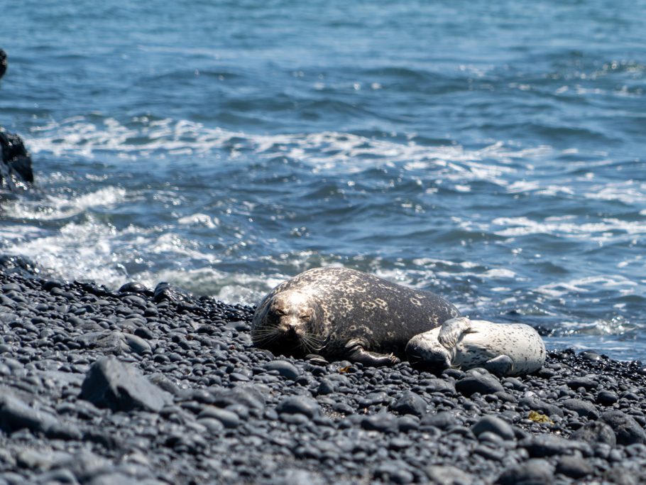 Yaquina Head - Outstanding Natural Area: Robben-Mutter mit Nachwuchs am Strand