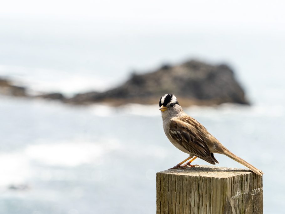 neugieriger Zwitscher-Vogel