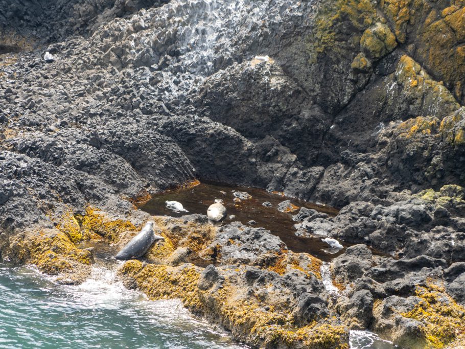 Robben relaxen in der "aufgewärmten Badewanne", Yaquina Head - Outstanding Natural Area