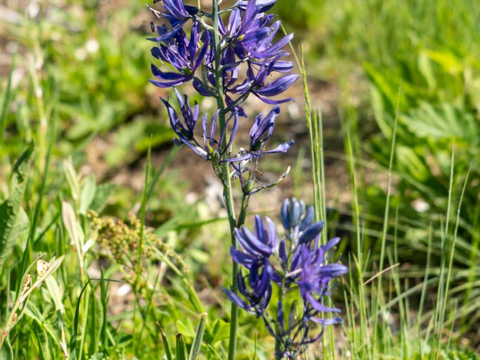 Essbare Prärielilie, Quamash - Camassia quamash