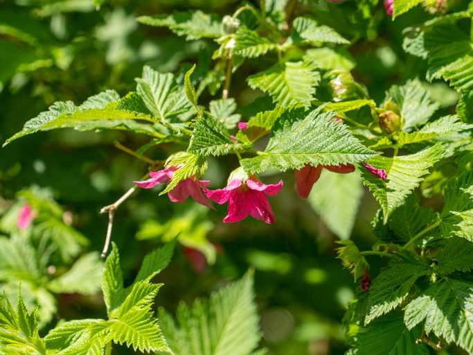 Pracht-Himbeere - Rubus spectabilis