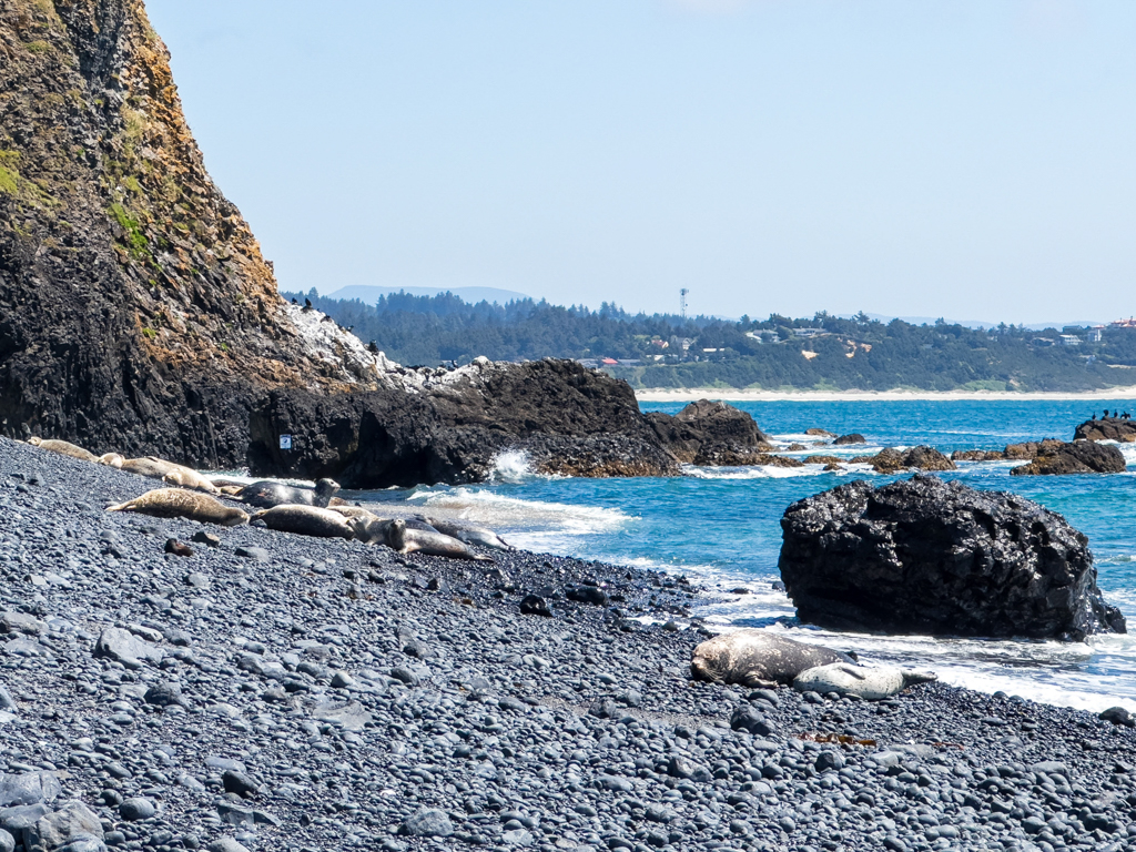 Yaquina Head - Outstanding Natural Area: Robben am Strand mit schwarzen, grossen, runden Kieseln