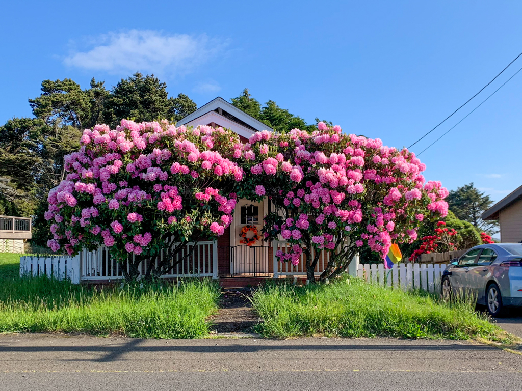 Rhododendren blühen in Lincoln City