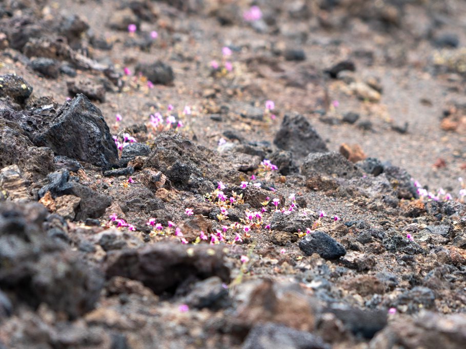 Dwarf Monkeyflowers, pinkfarbene, kleine Blümchen im schwarzen Lavaboden