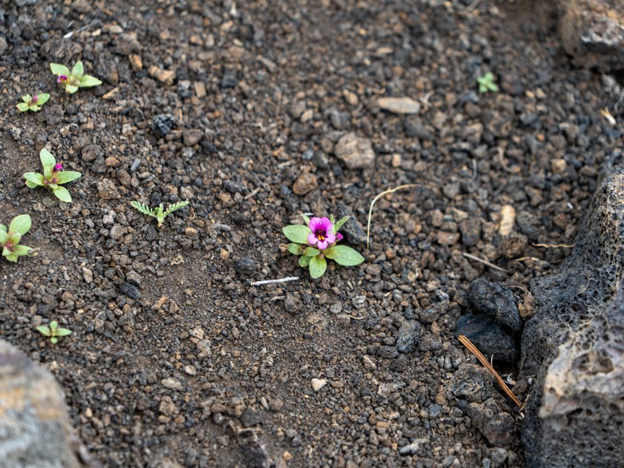 Dwarf Monkeyflower - Mimulus nanus, pinkfarbenes, kleines Blümchen im schwarzen Lavagestein