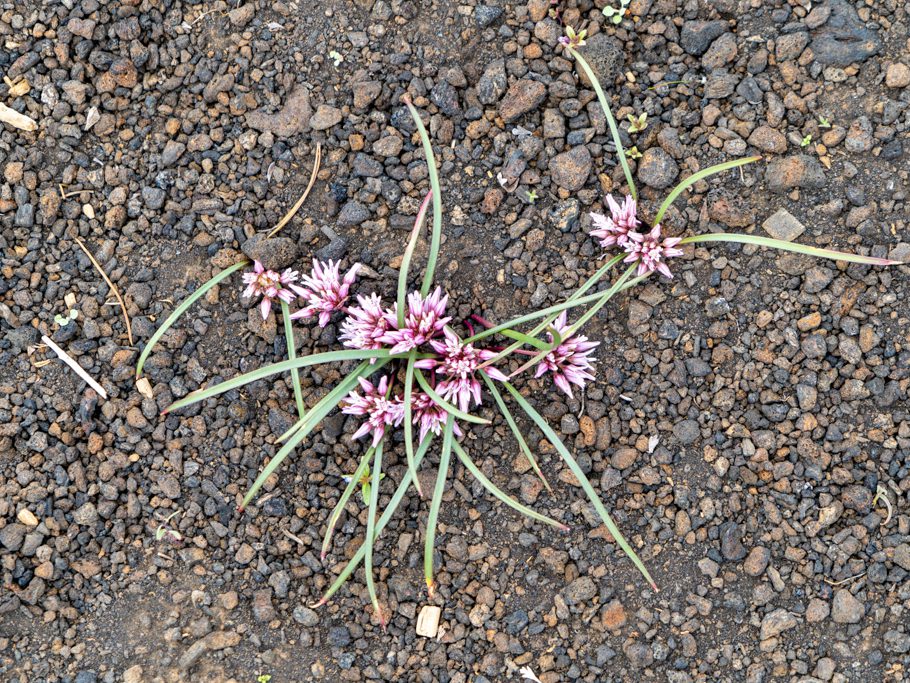 Wilde Zwiebeln (wilde onion) - Allium spp.