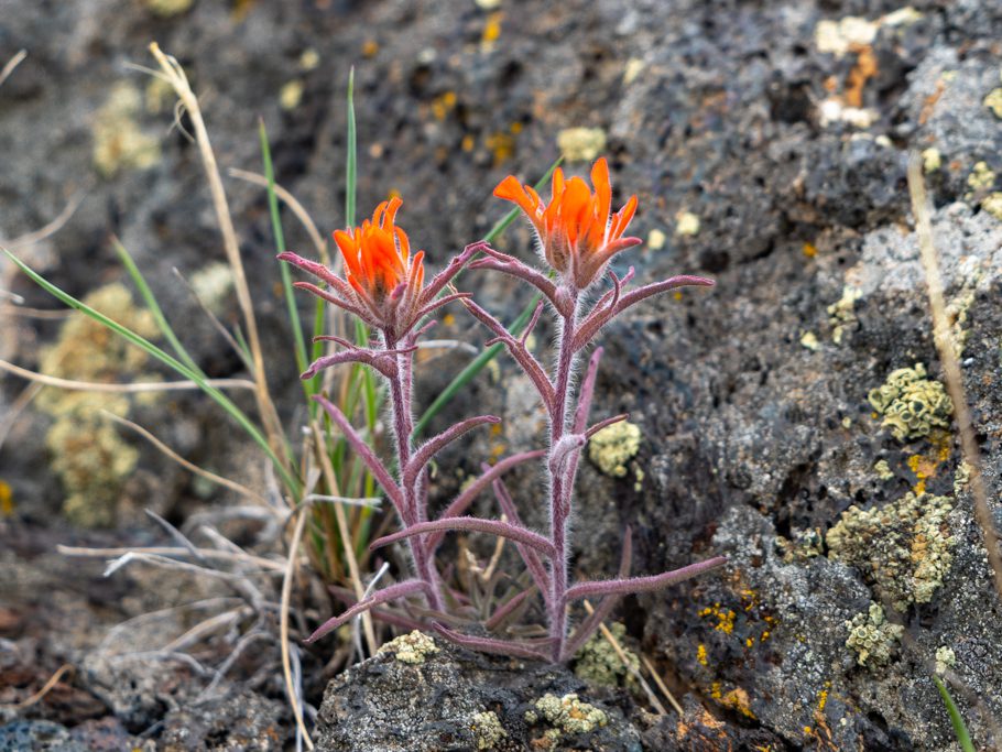 Indian Paintbrush - Castilleja