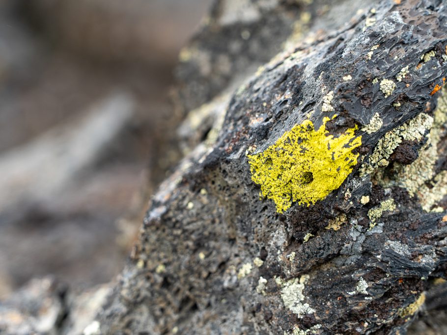 Leuchtend hellgelbe Flechte auf Lavagestein