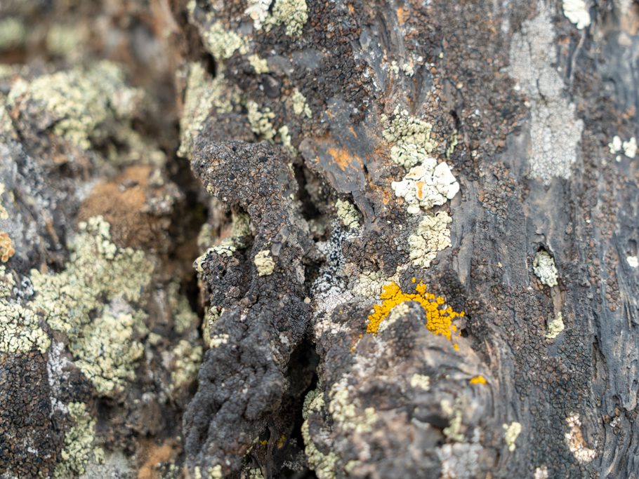 Viele verschiedene Flechten auf Lavagestein