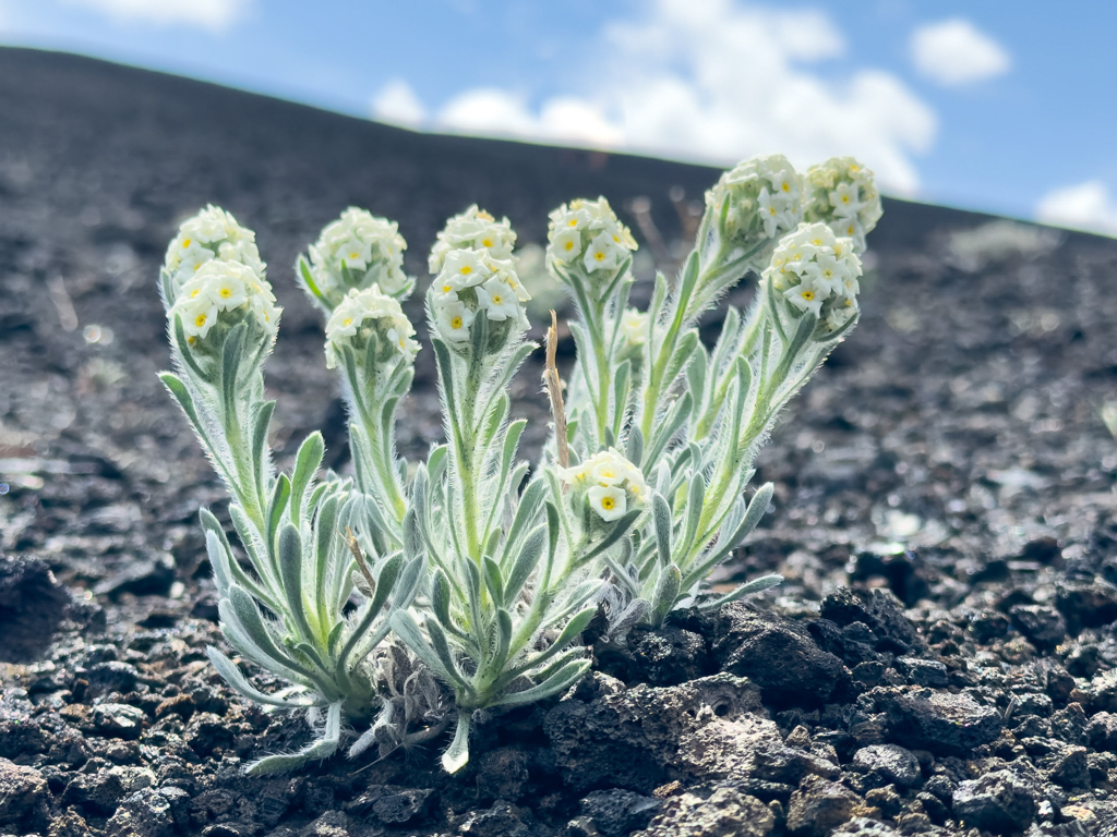 Vergissmeinnicht-artiges Blümchen auf Lava